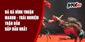 Đá Gà Bình Thuận Max88 - Trải Nghiệm Trận Đấu Hấp Dẫn Nhất