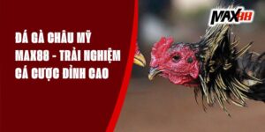 Đá Gà Châu Mỹ Max88 - Trải Nghiệm Cá Cược Đỉnh Cao