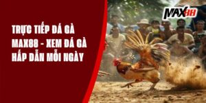 Trực Tiếp Đá Gà Max88 - Xem Đá Gà Hấp Dẫn Mỗi Ngày