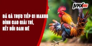 Đá Gà Trực Tiếp C1 Max88 - Đỉnh Cao Giải Trí, Kết Nối Đam Mê
